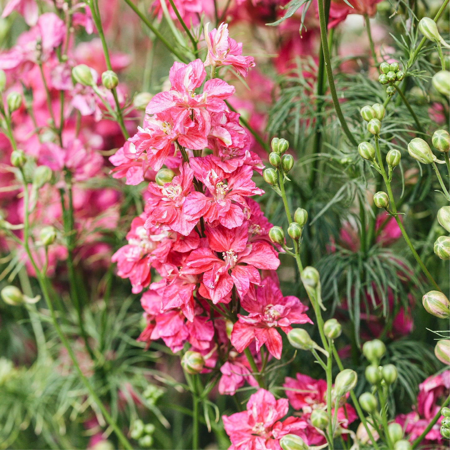 Delphinium consolida ‘Carmine King’ (ridderspoor)
