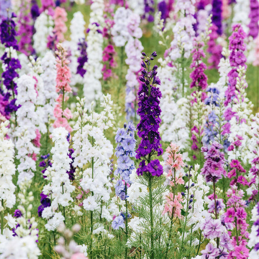 Delphinium consolida ‘Imperial mix’ (ridderspoor) BIO