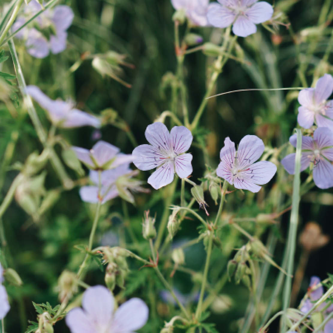 Geranium pratense (beemdooievaarsbek) ECO