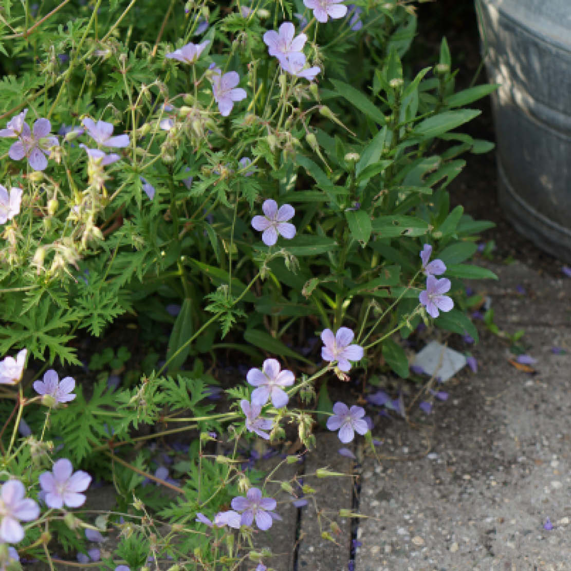 Geranium pratense (beemdooievaarsbek) ECO