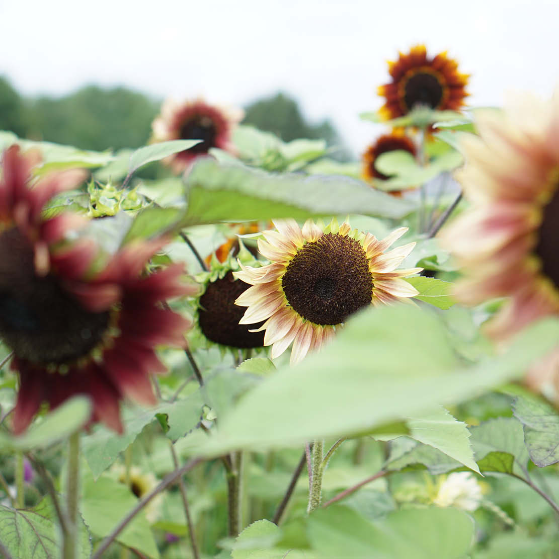 Helianthus annuus ‘Autumn Beauty’ (zonnebloem)