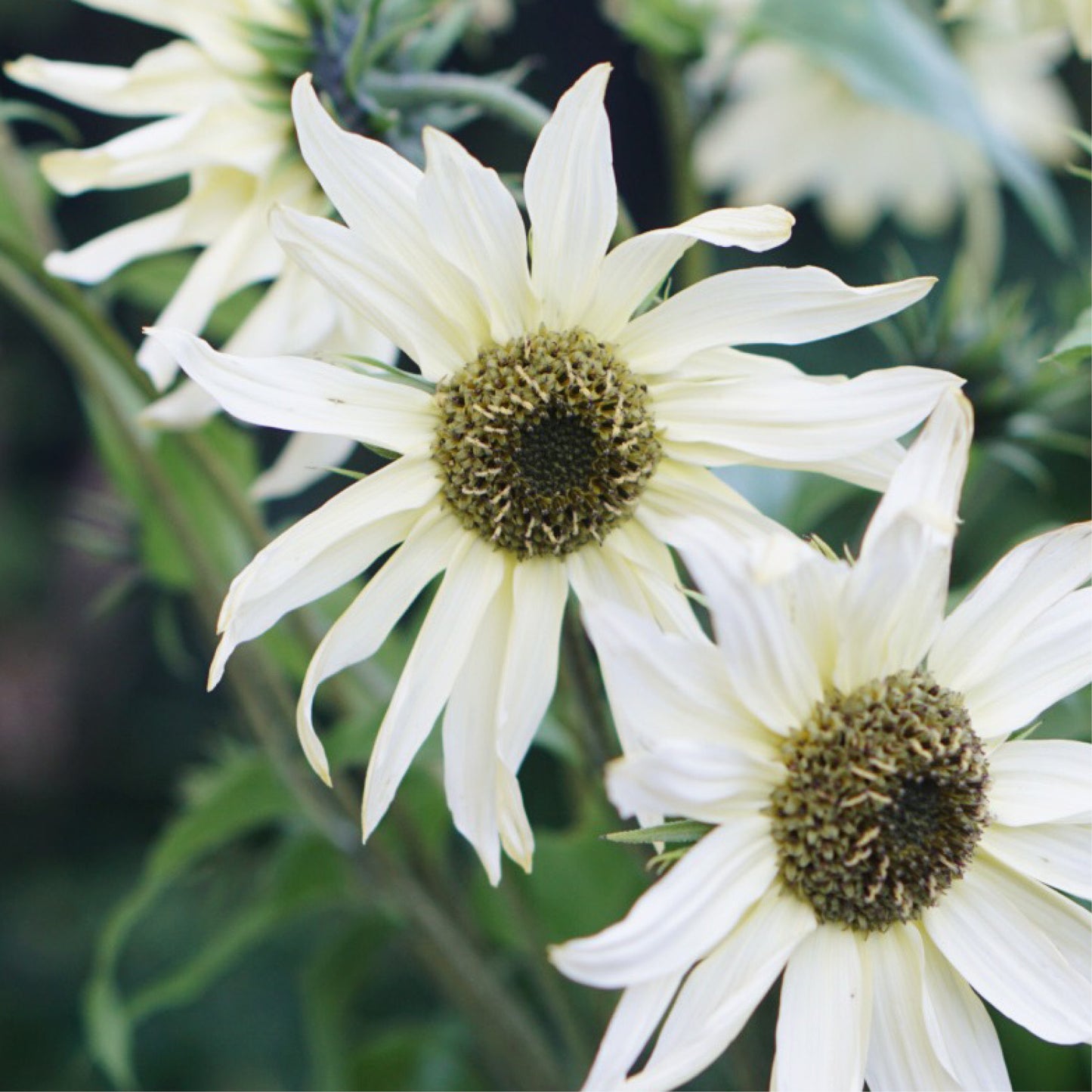 Helianthus debilis ‘Italian White’ (zonnebloem)