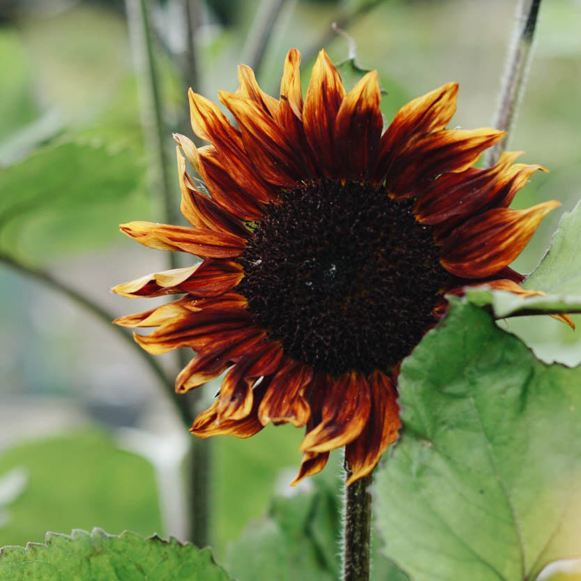 Boeket in een doosje 'Grote bos zonnebloemen'