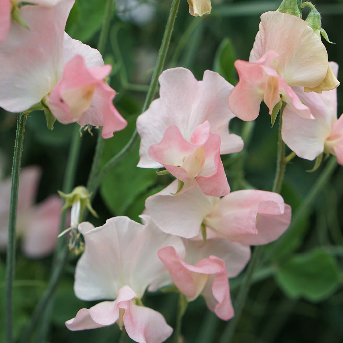 Lathyrus odoratus ‘Nellie Viner’ (reukerwt)