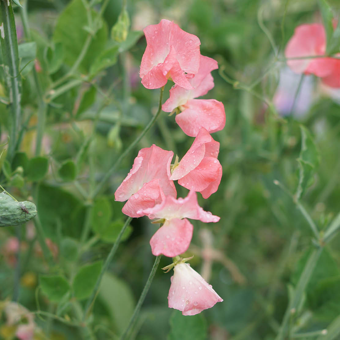 Lathyrus odoratus ‘Princess Elisabeth’ (reukerwt)