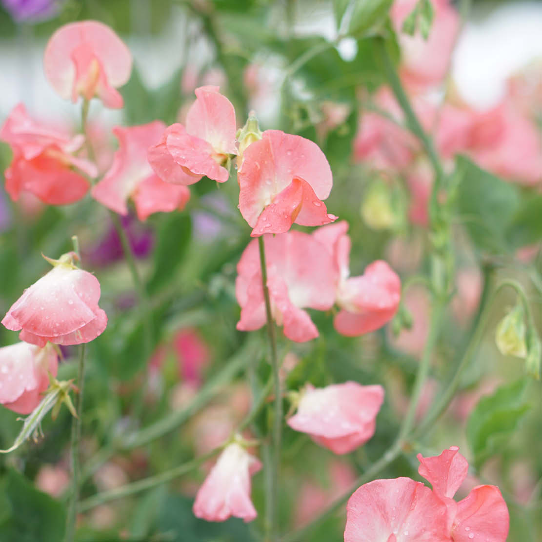 Lathyrus odoratus ‘Princess Elisabeth’ (reukerwt)