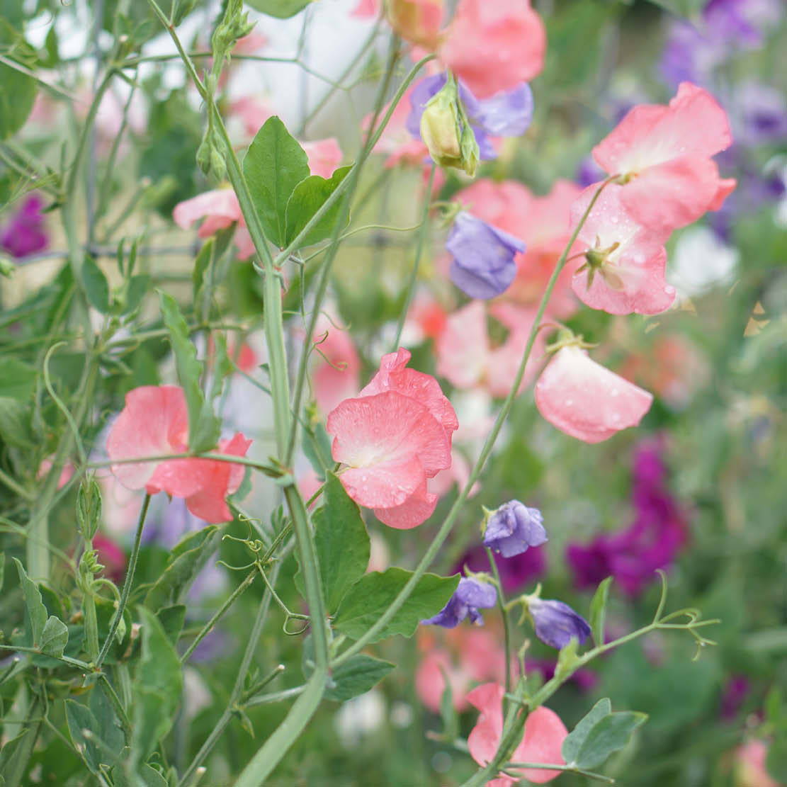 Lathyrus odoratus ‘Princess Elisabeth’ (reukerwt)