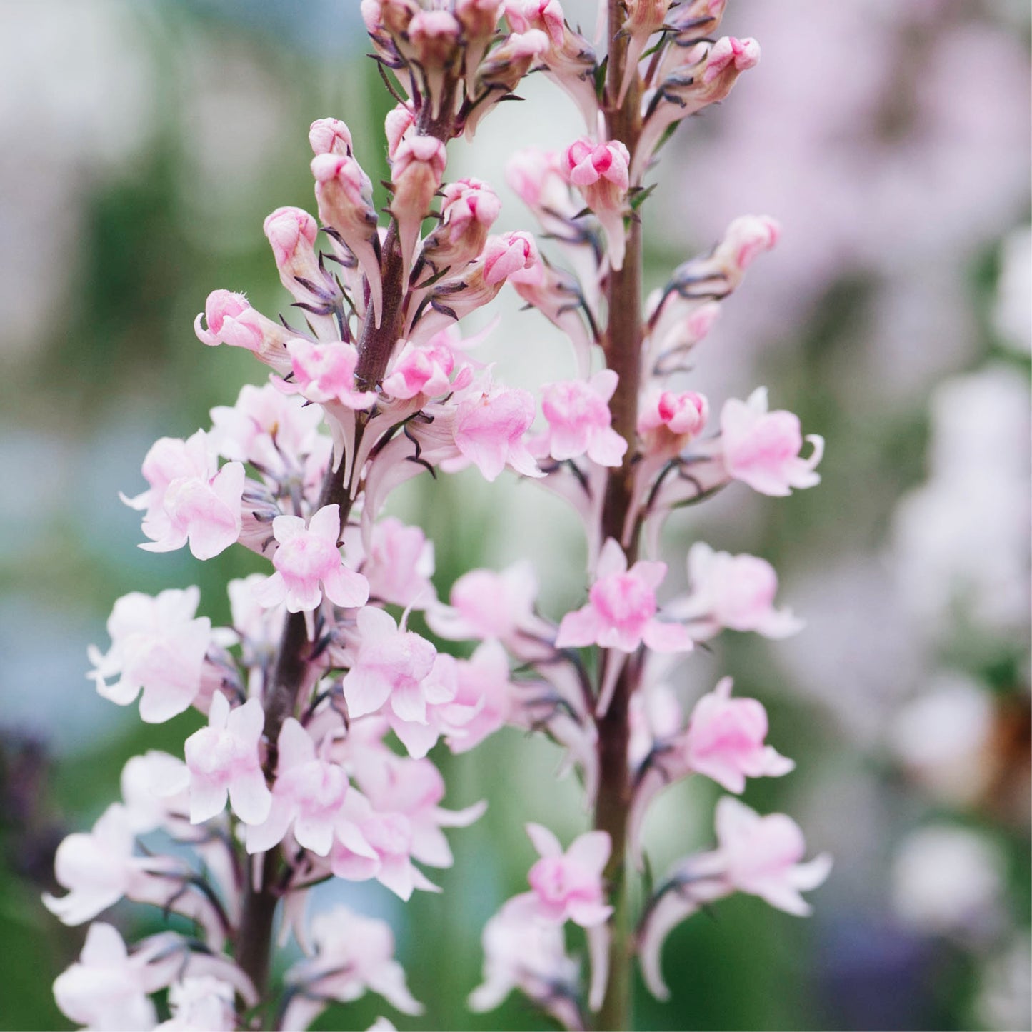 Linaria purpurea 'Canon J. Went' (vlasleeuwebek)