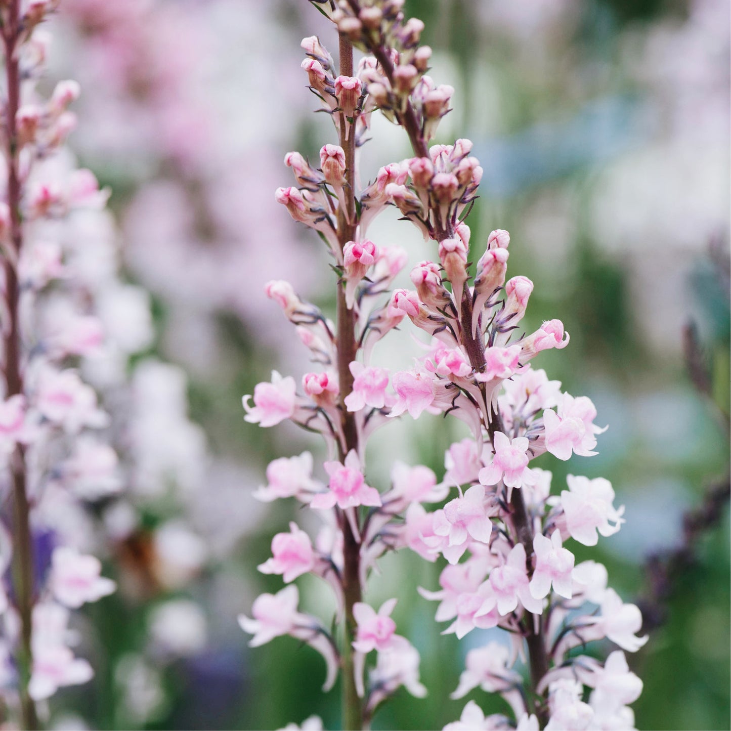 Linaria purpurea 'Canon J. Went' (vlasleeuwebek)