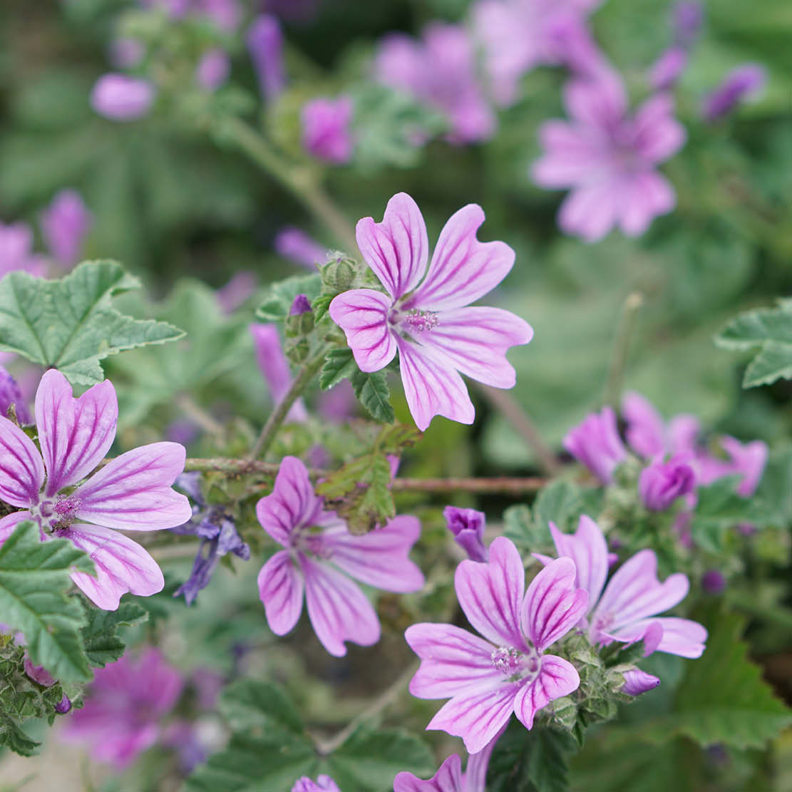 Malva moschata (muskuskaasjeskruid) ECO