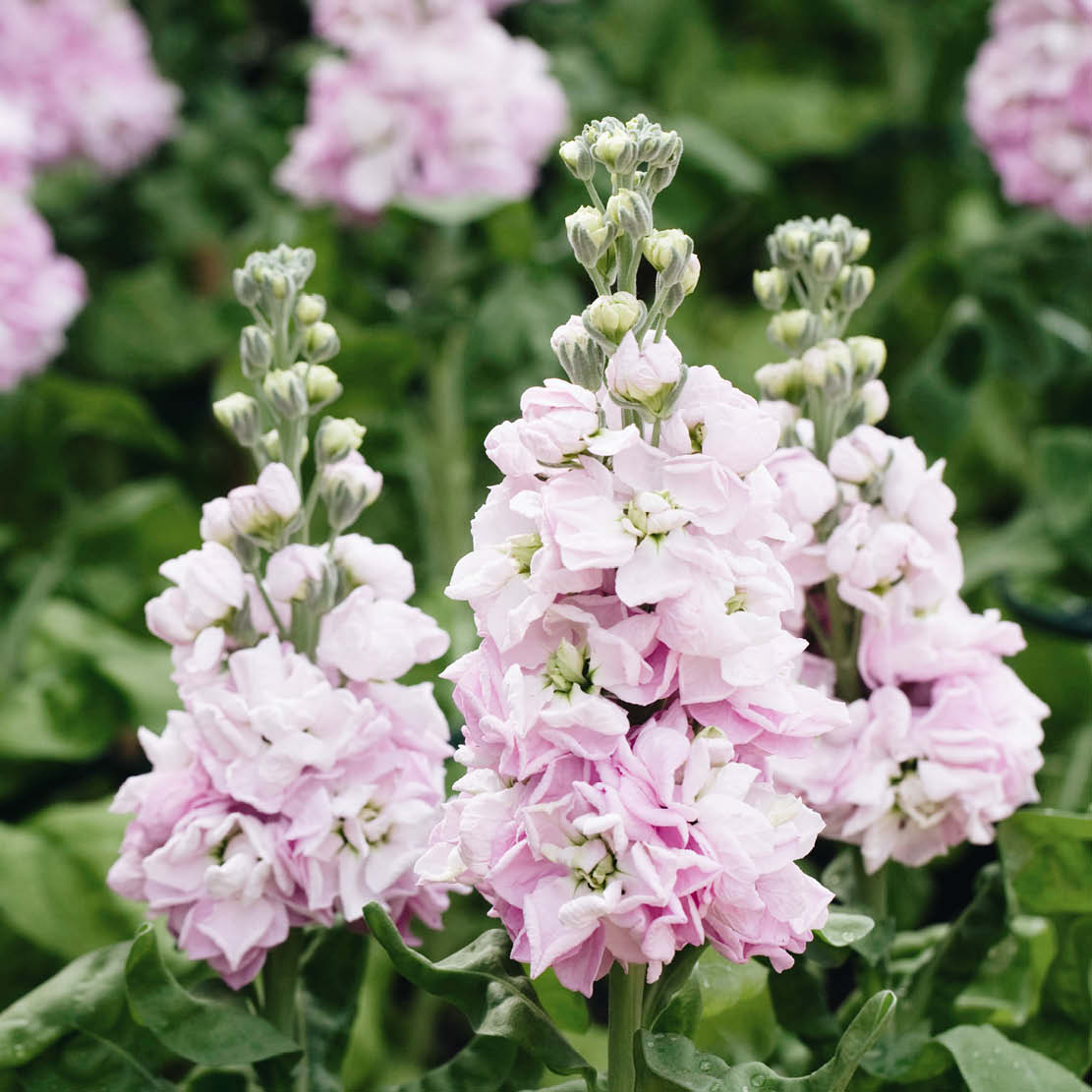 Matthiola incana ‘Cherryblossom’ (zomer violier)