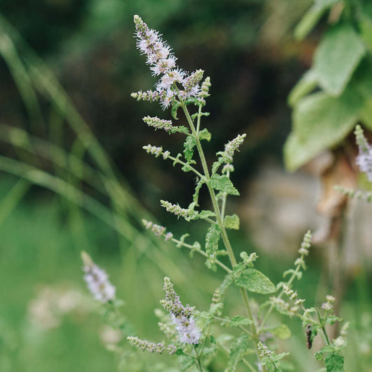 Mentha longifolia (hertsmunt)