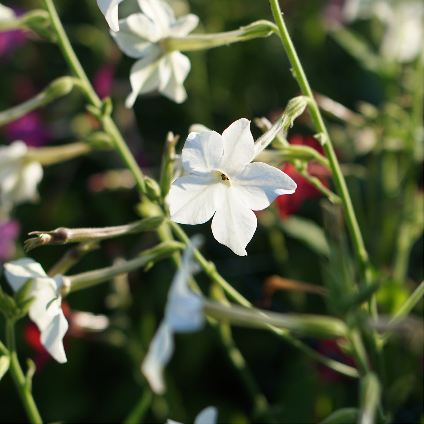 Nicotiana sylvestris (siertabak)