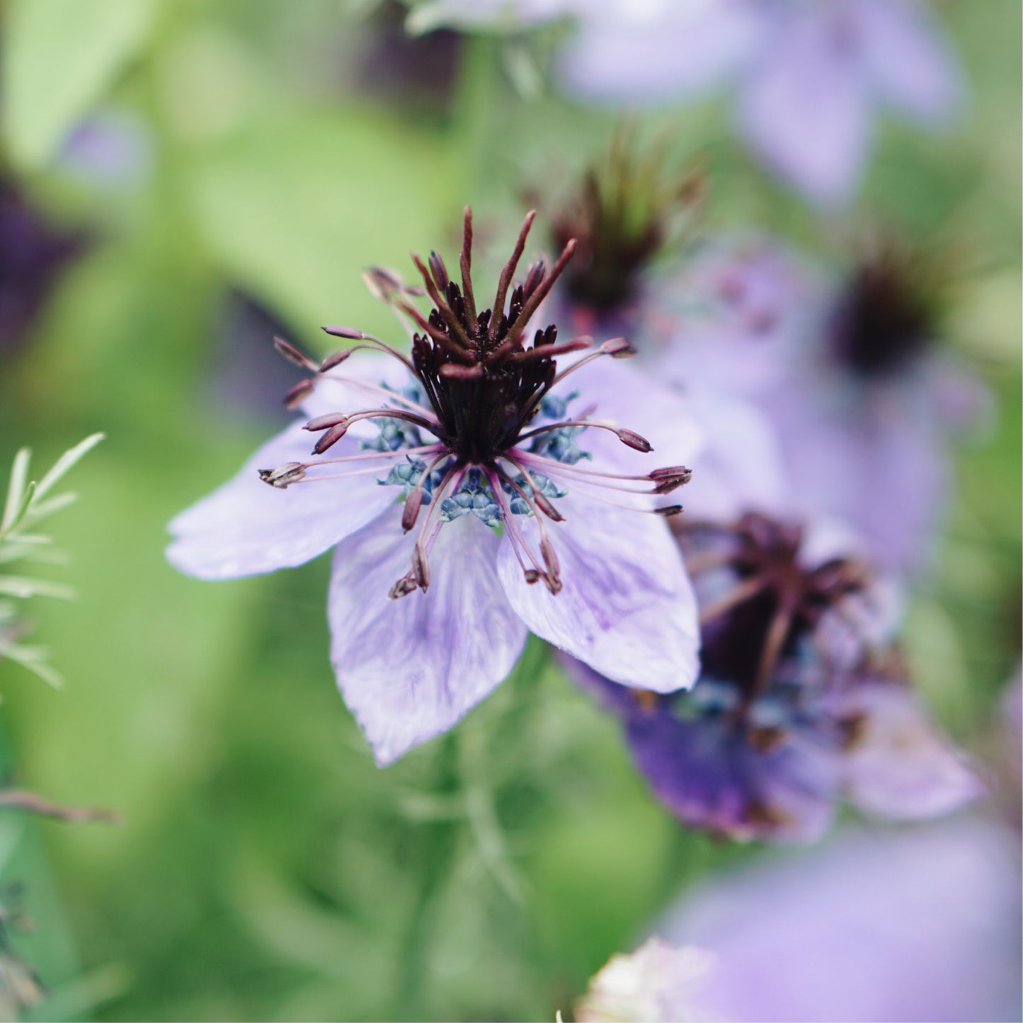 Nigella papillosa ‘Delft Blue’ (juffertje in het groen)