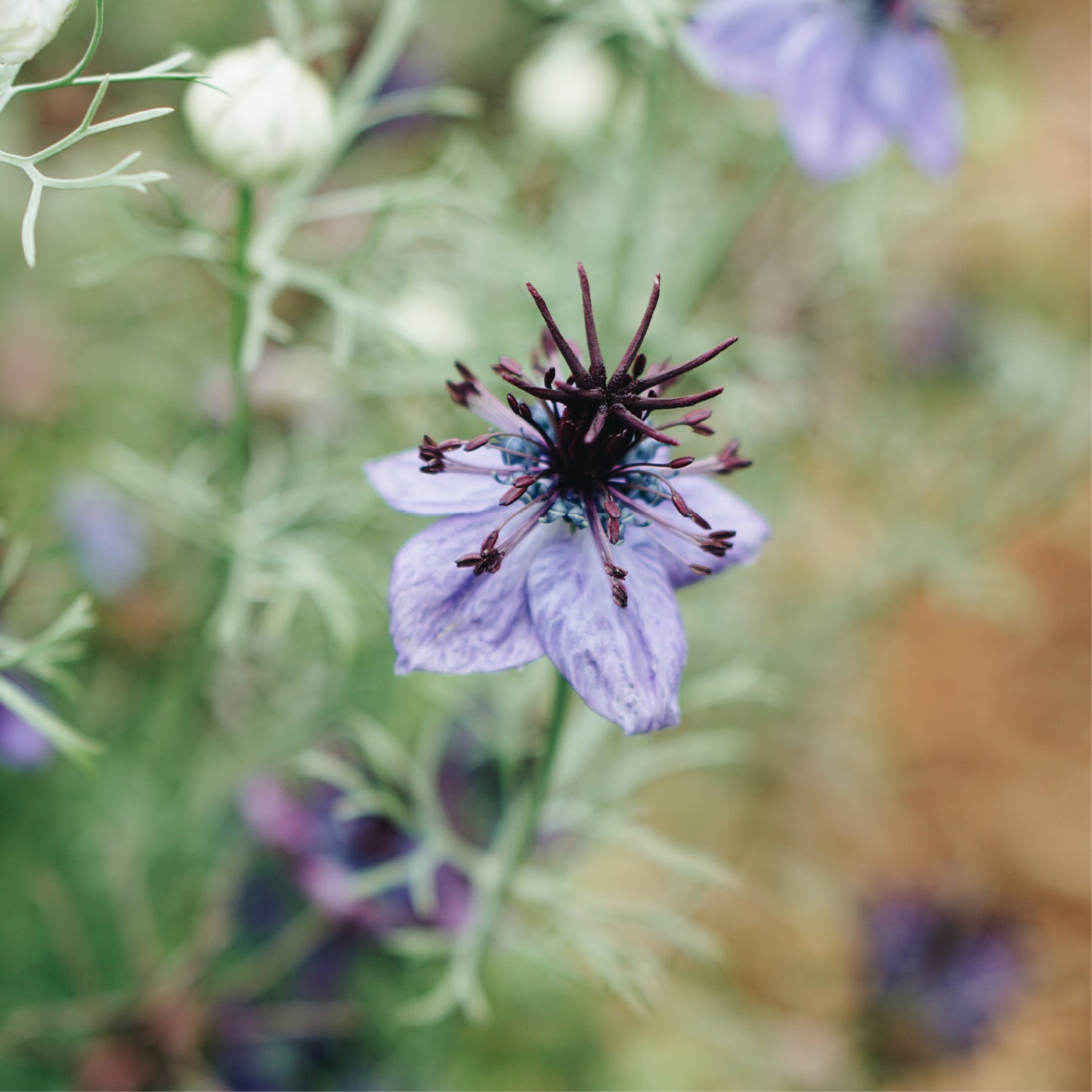 Nigella papillosa ‘Delft Blue’ (juffertje in het groen)