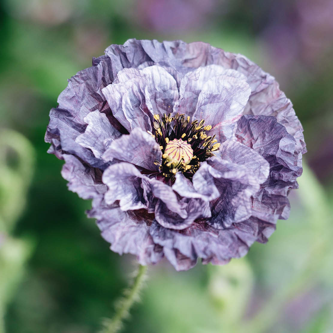 Papaver rhoeas ‘Amazing Grey’ (klaproos)