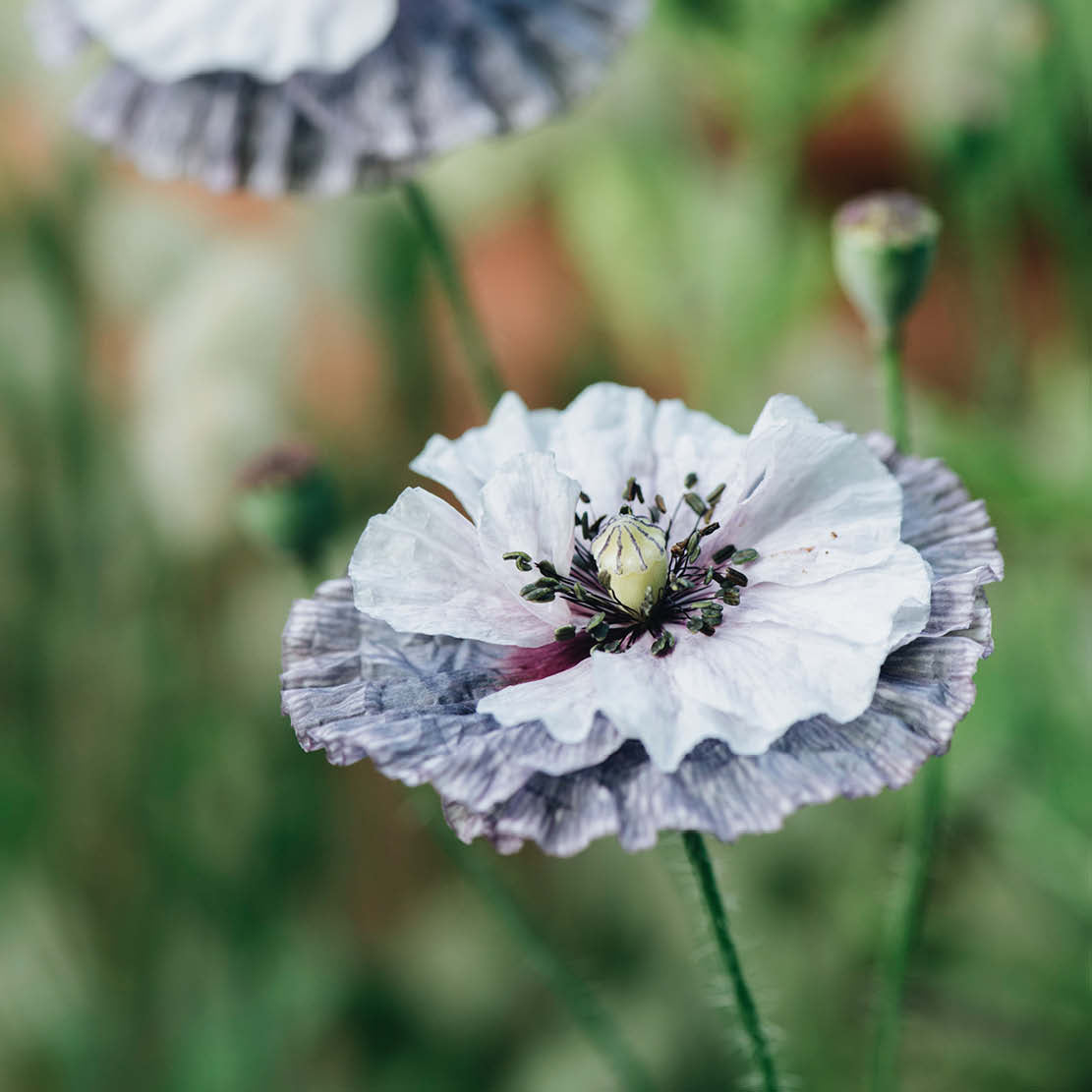 Papaver rhoeas ‘Amazing Grey’ (klaproos)
