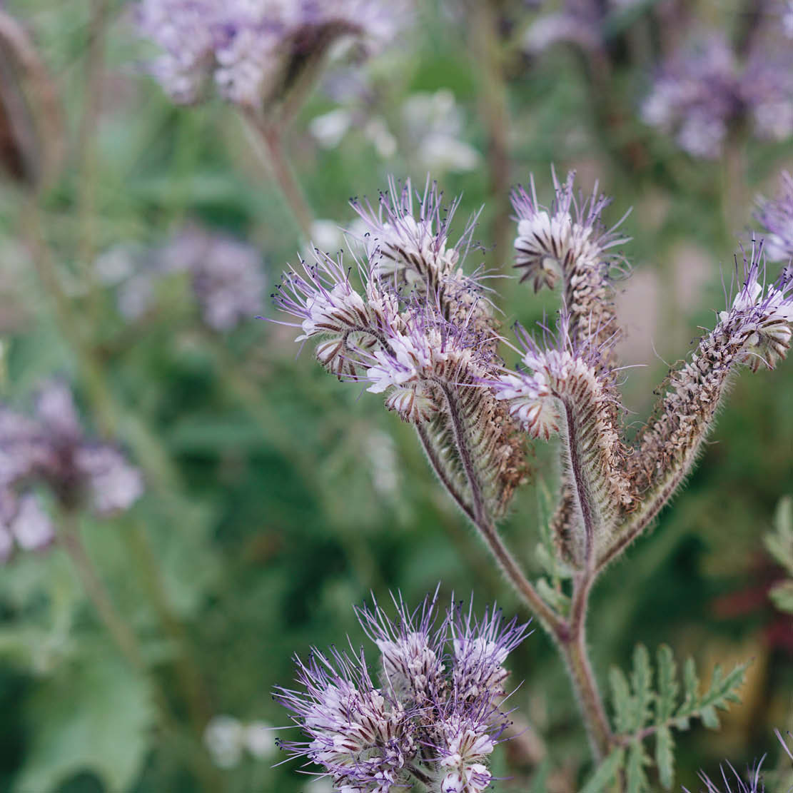 Phacelia tanacetifolia (bijenbrood) BIO