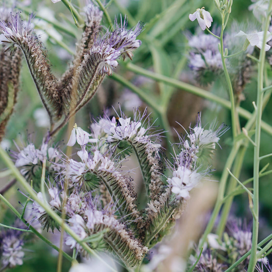 Phacelia tanacetifolia (bijenbrood) BIO