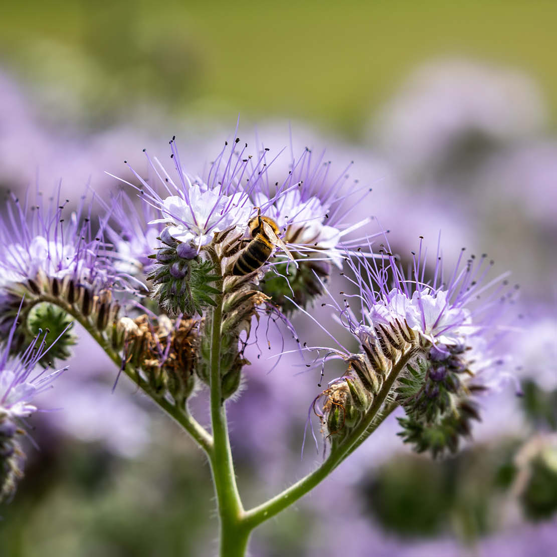 Phacelia tanacetifolia (bijenbrood) BIO