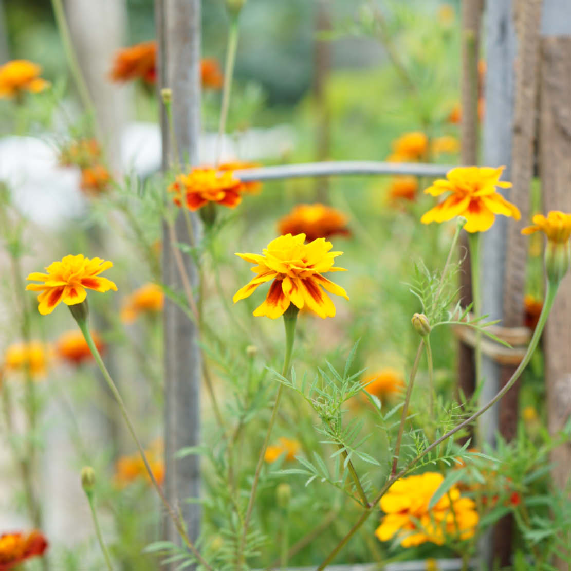 Tagetes patula 'Reine Sophie' (afrikaantje) BIO