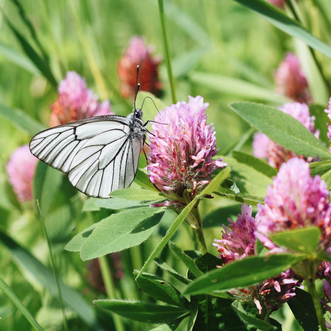Trifolium pratense (rode klaver) ECO