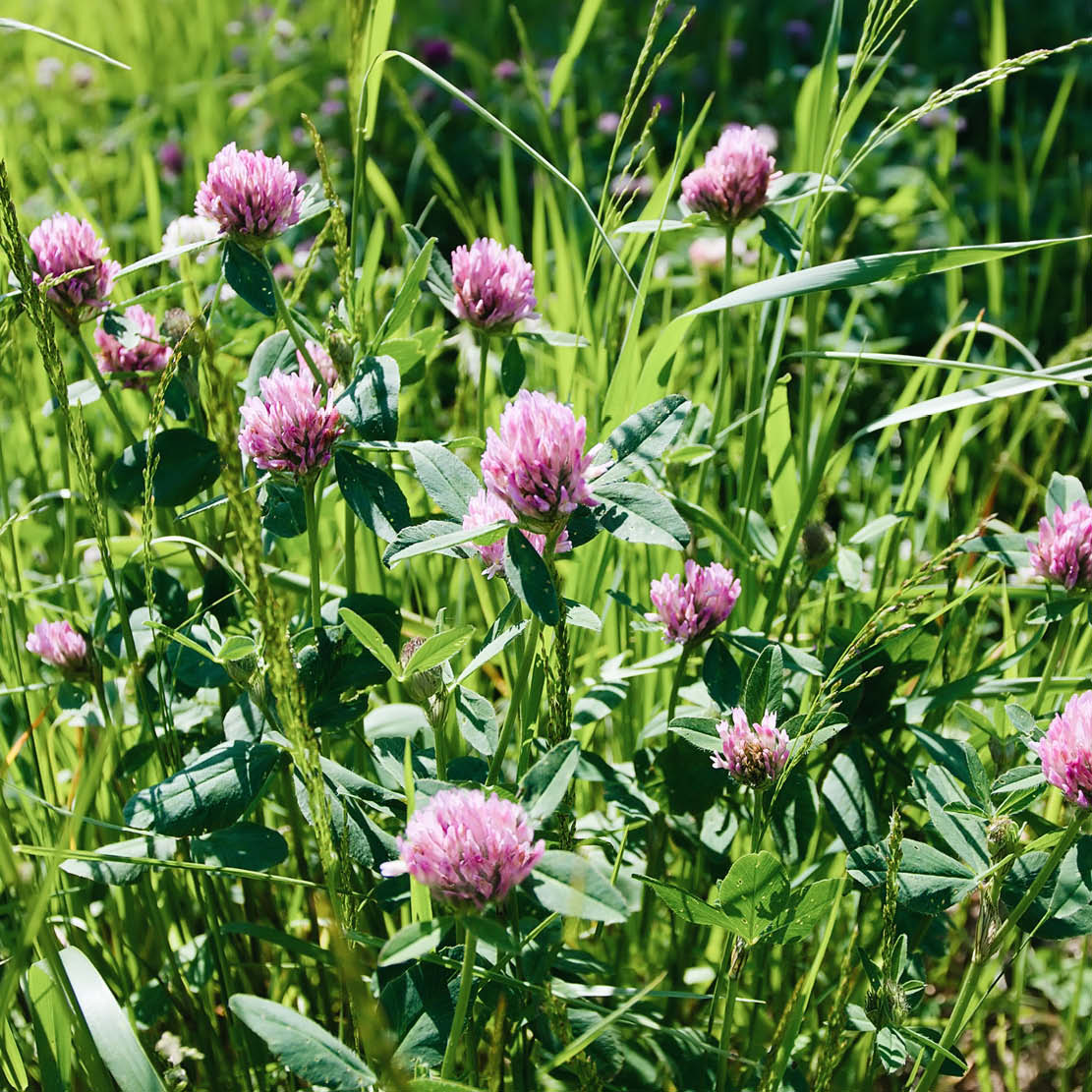Trifolium pratense (rode klaver) ECO