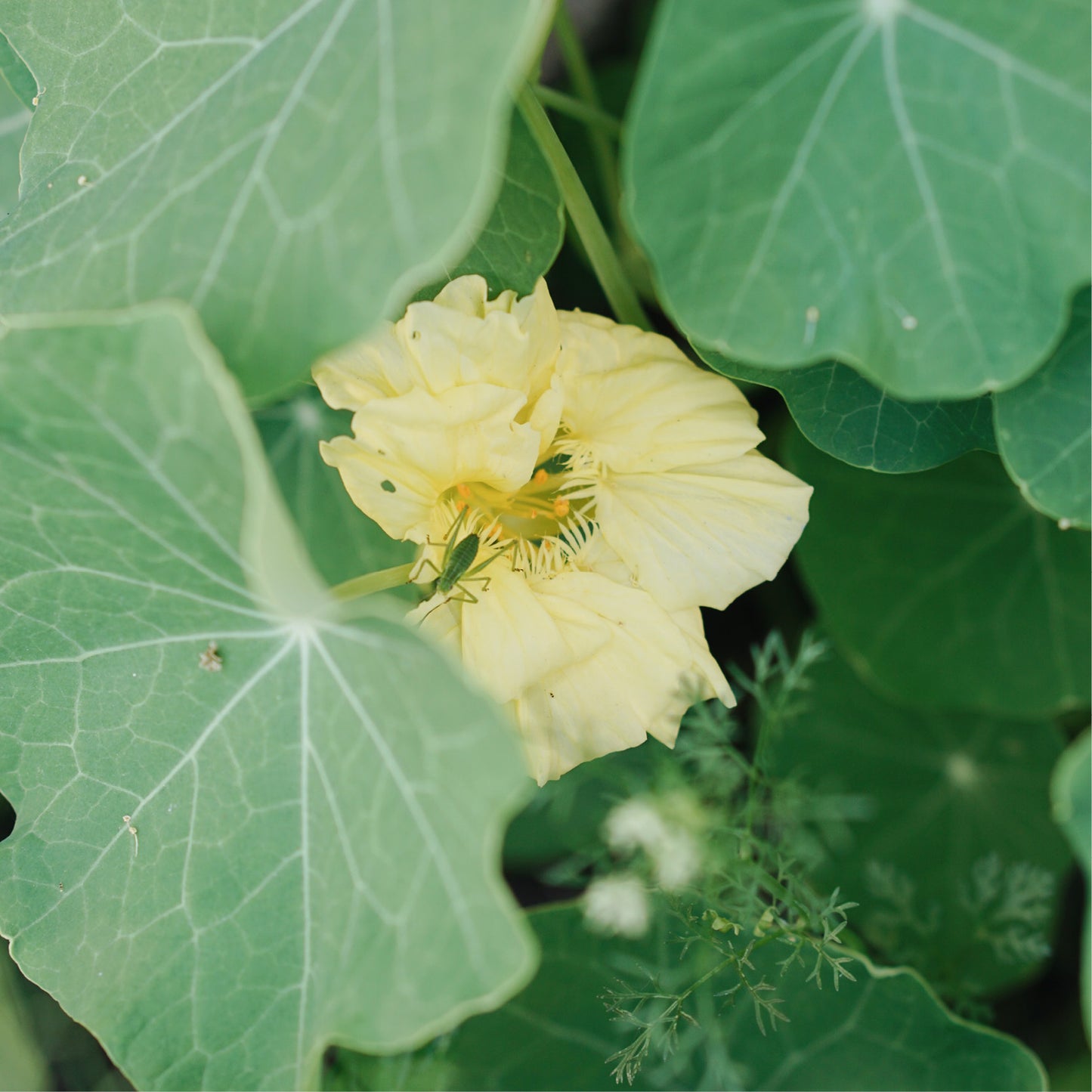 Tropaeolum moins 'Jewel Primrose' (Capucine)