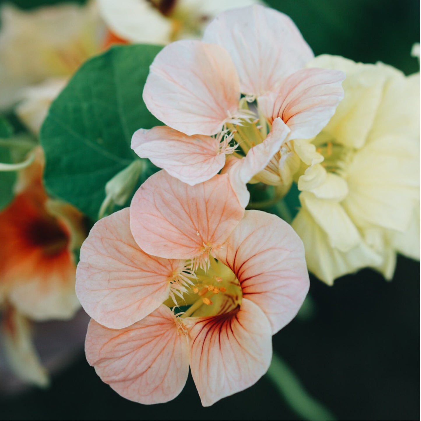 Tropaeolum minus ‘Tip Top Apricot’ (Oost-Indische kers)
