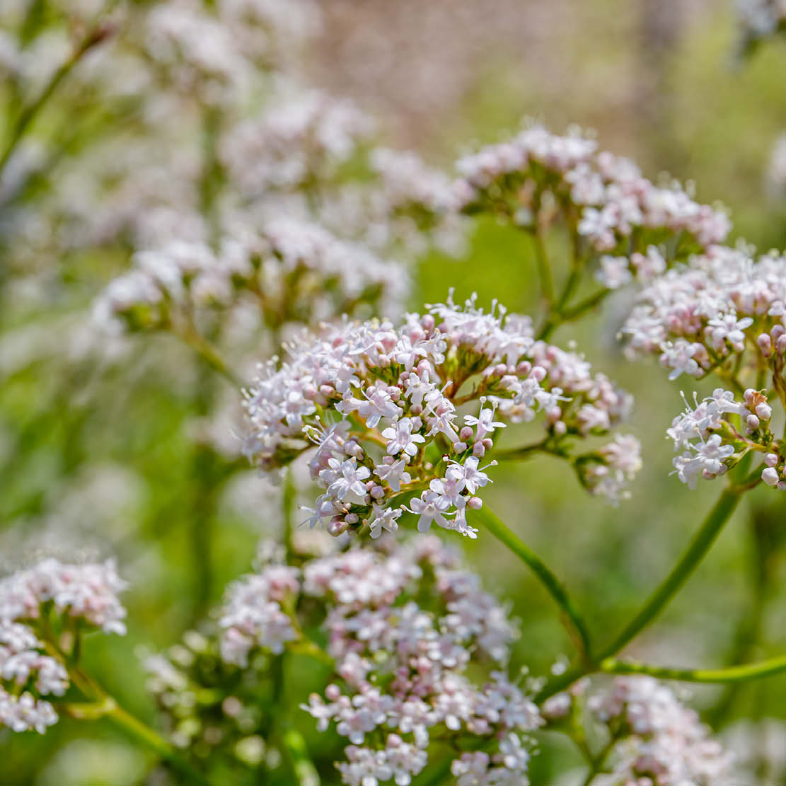 Valeriana officinalis (echte valeriaan) ECO