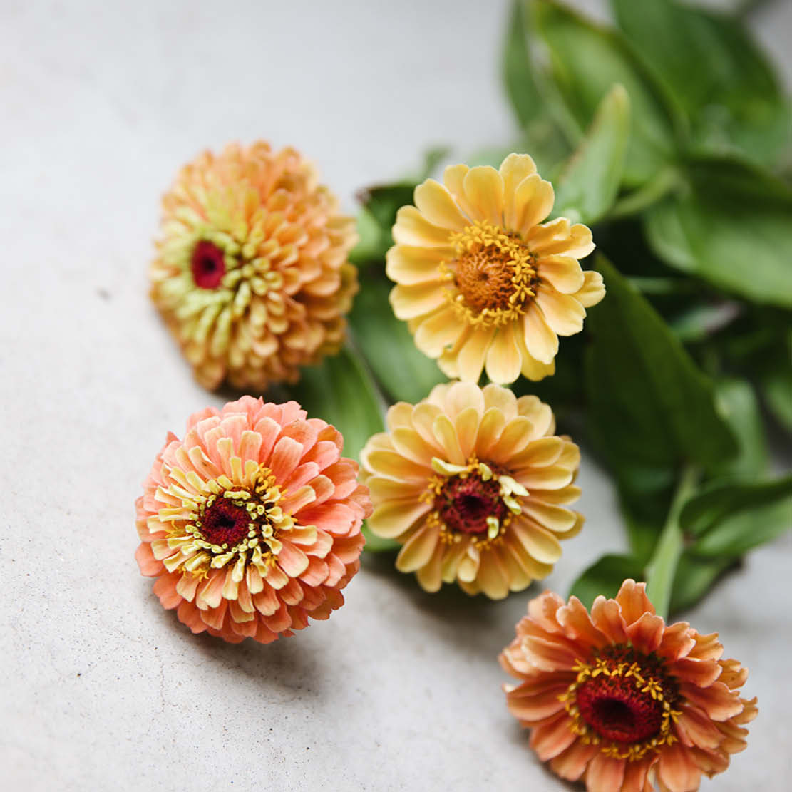 Zinnia elegans ‘Queen Lime Orange'