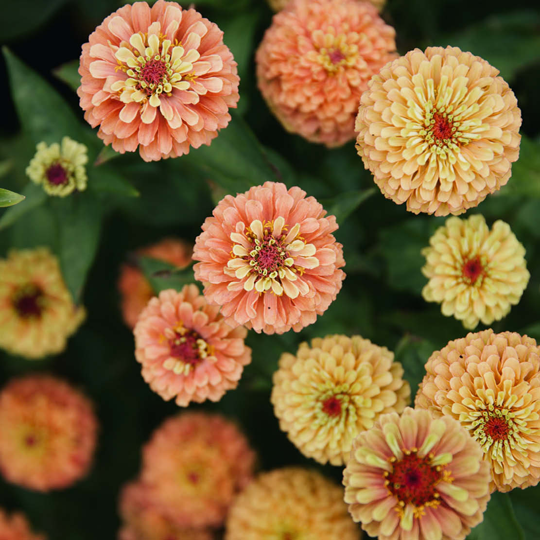 Zinnia elegans ‘Queen Lime Orange'