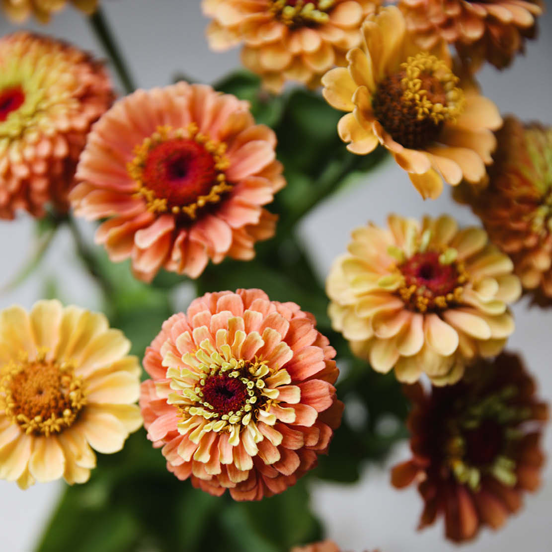 Zinnia elegans ‘Queen Lime Orange'