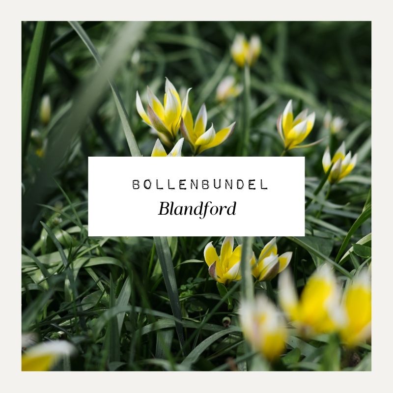 Bollenbundel voor borderpakket Blandford