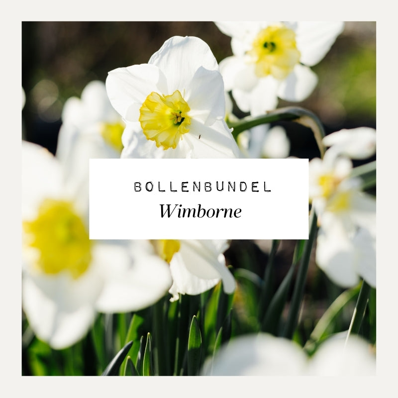 Bollenbundel voor borderpakket Wimborne