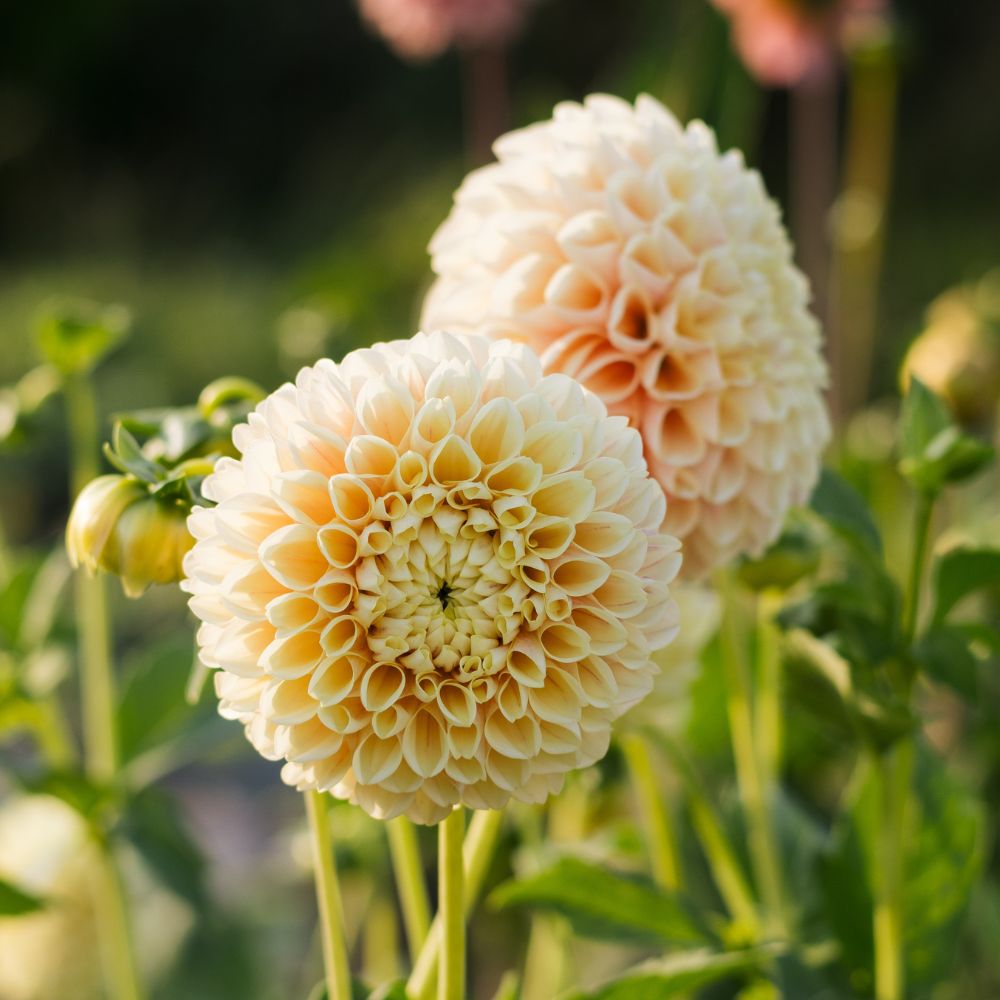 Dahlia 'Sweet Suzanne'