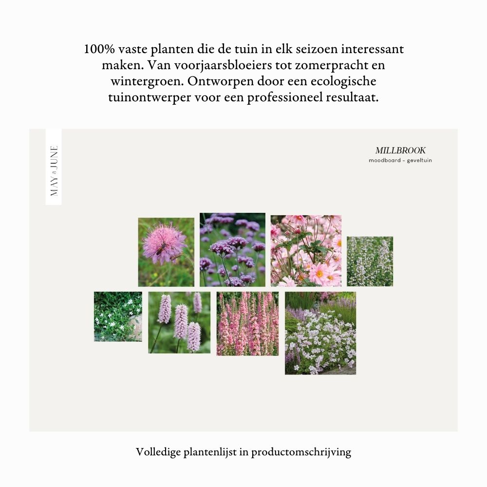 Geveltuin MILLBROOK voor halfschaduw en volle zon