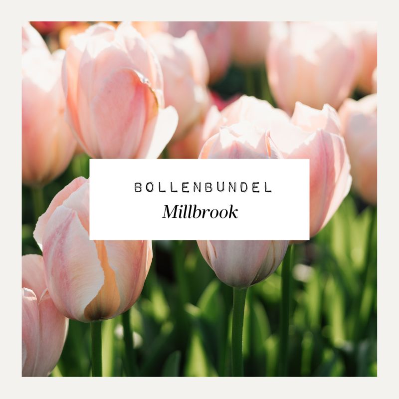 Bollenbundel voor borderpakket Millbrook