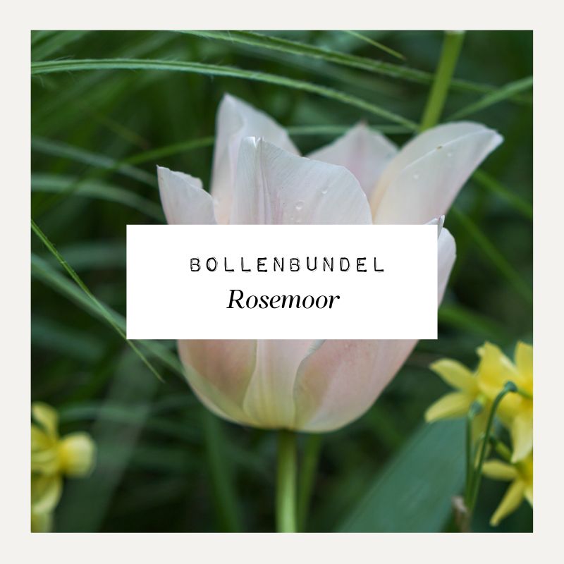 Bollenbundel voor borderpakket Rosemoor
