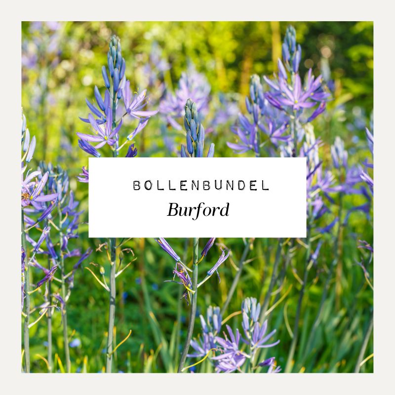 Bollenbundel voor borderpakket Burford