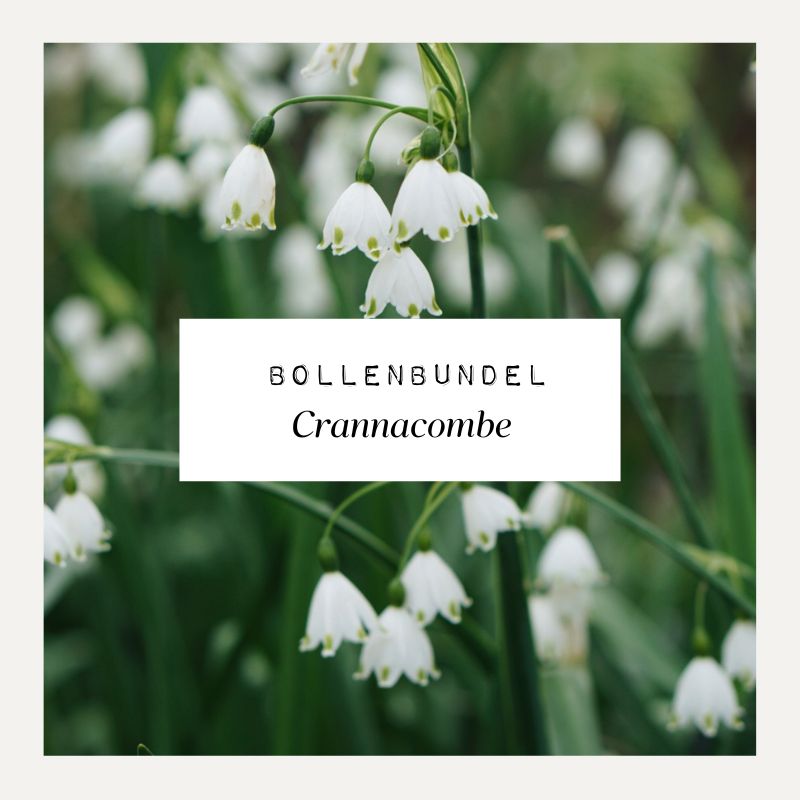Bollenbundel voor borderpakket Crannacombe