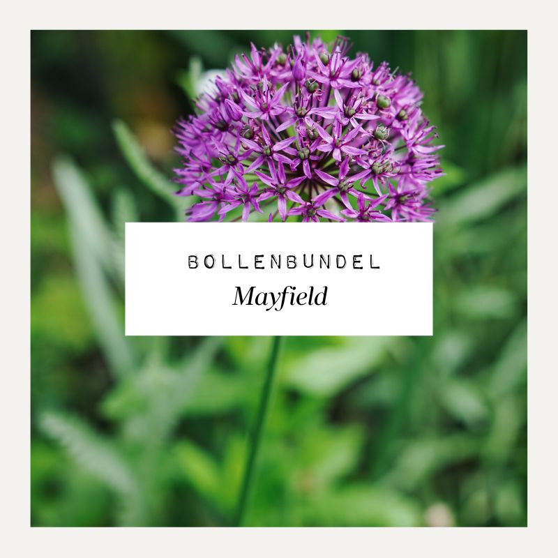 Bollenbundel voor borderpakket Mayfield