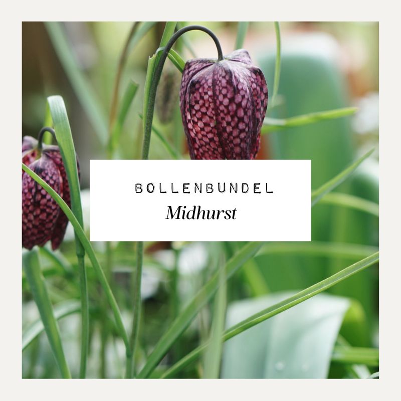 Bollenbundel voor borderpakket Midhurst