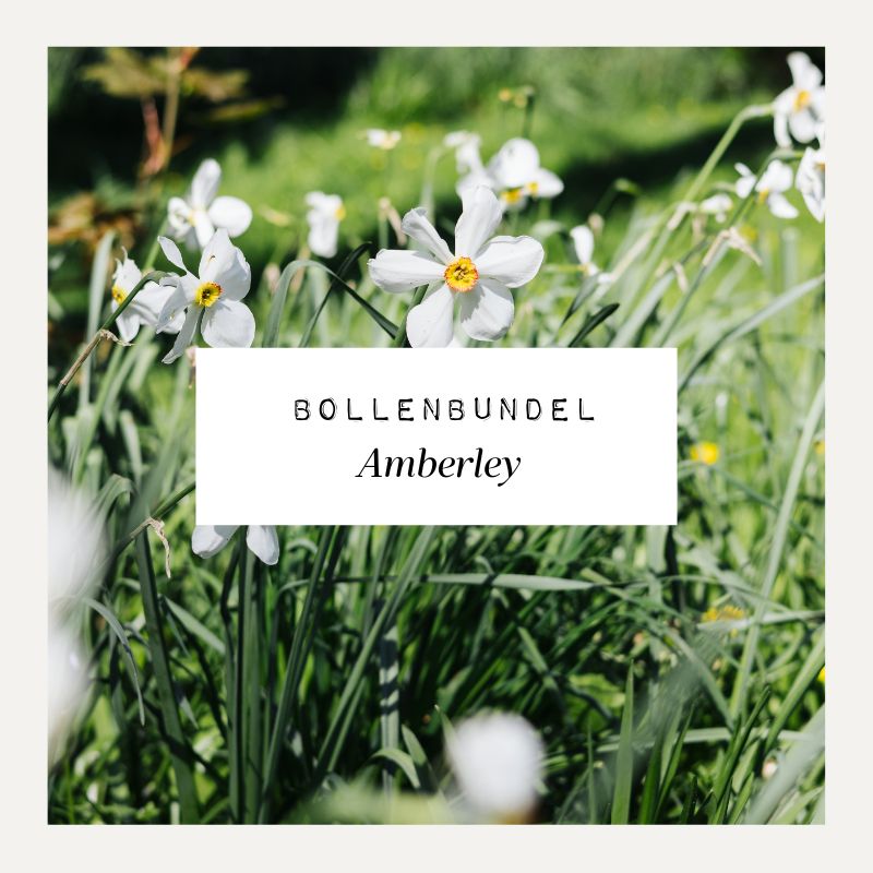 Bollenbundel voor borderpakket Amberley