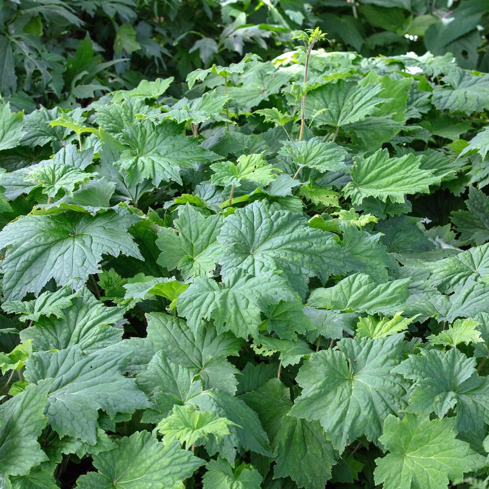 Heuchera villosa macrorrhiza (purperklokje)