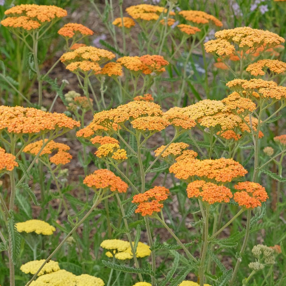Achillea millefolium 'Terracotta' (duizendblad)