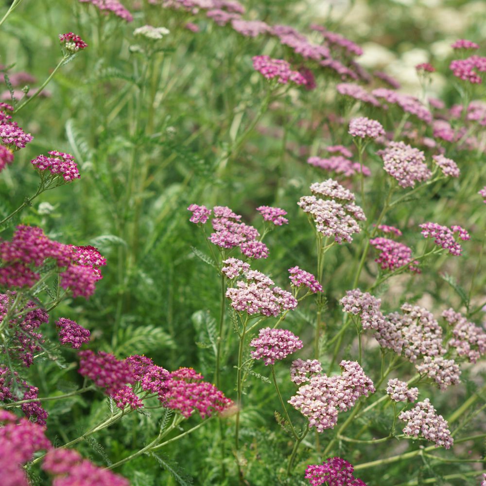 Achillea millefolium 'Cerise Queen' (duizendblad) BIO