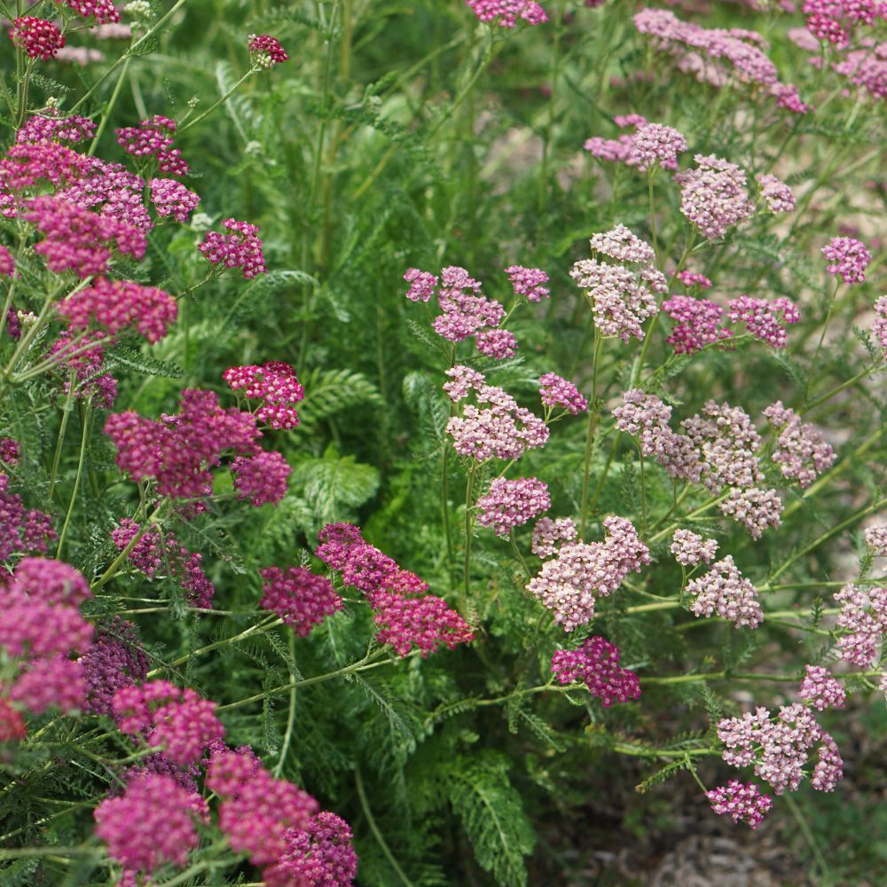 Achillea millefolium 'Cerise Queen' (duizendblad) BIO
