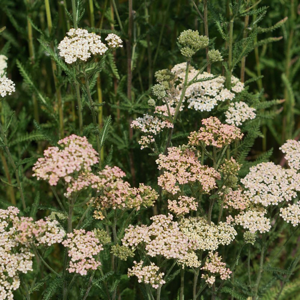Achillea millefolium 'Lachsschönheit' (duizendblad) BIO