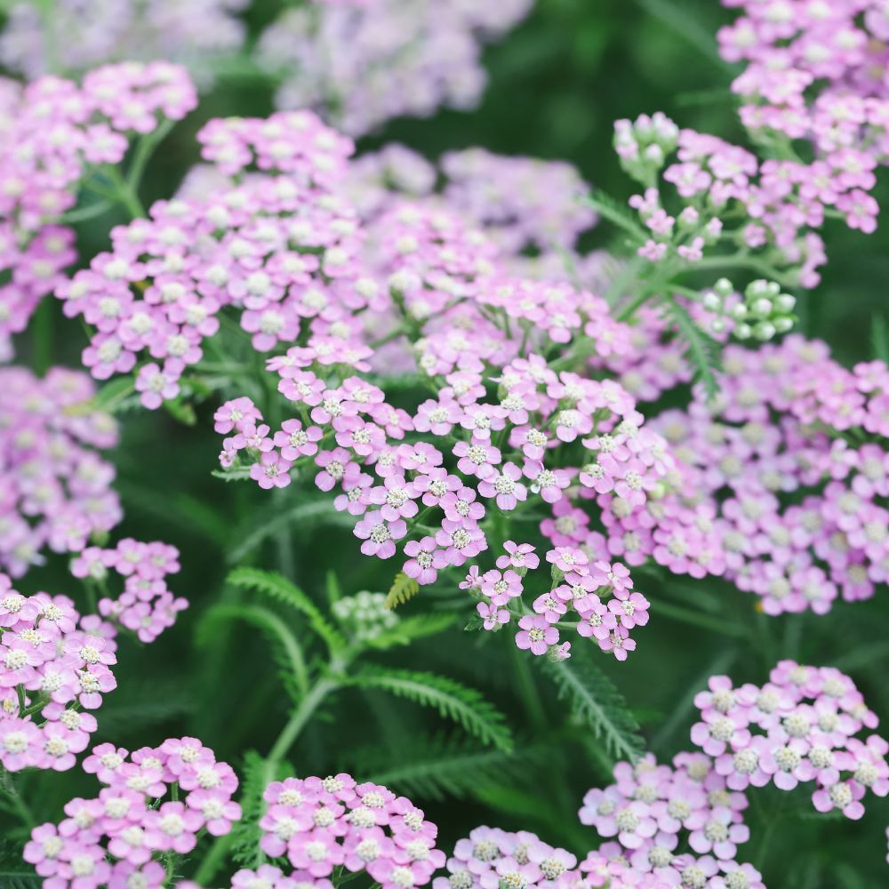 Achillea millefolium 'Lilac Beauty' (duizendblad)